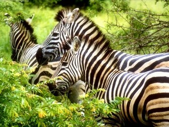 Zebras Wallpaper HD
