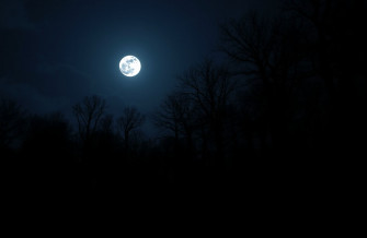 Dark Forest With Moon Wallpaper