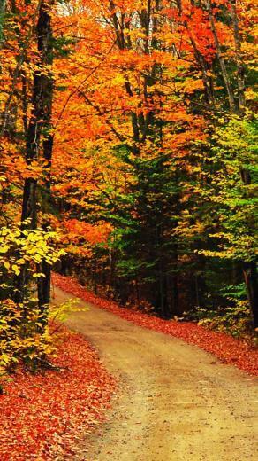 C Nature iPhone Wallpaper Autumn Leaves Htm