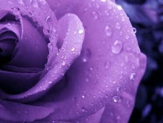 Purple Rose Wallpaper