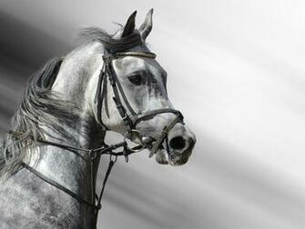 Arabian Horse Head Wallpaper Gallery