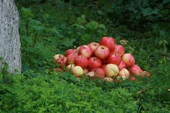 Wallpaper Background Different Apples Apple