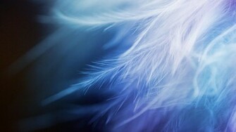 Abstract Feathers Wallpaper