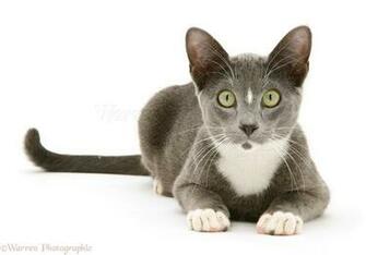 Cat White Background Image