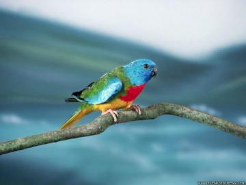 Desktop Wallpaper Animals Background Splendid Grass Parakeet