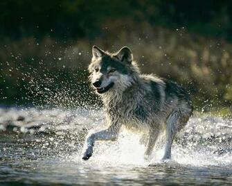 Wolf In Water Background