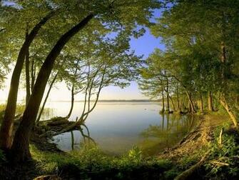 Scene Tree Laptop Background Here You Can See Beautiful