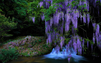 Purple Tree Wallpaper