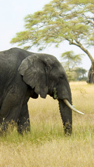 Elephant In Nature 4k Wallpaper iPhone HD Phone 2660g