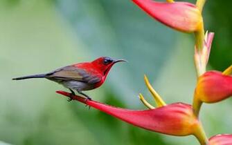 Red Bird Wallpaper