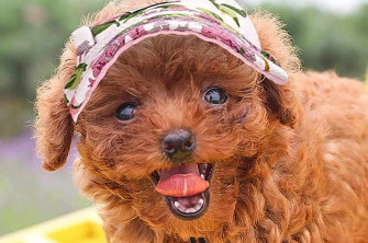 Dog Baseball Caps Are The Fashion Accessory Your Pup Needs This Summer