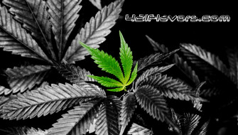 Cool Weed Wallpaper