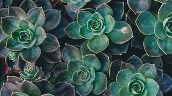 Wallpaper Echeveria Succulents Plant Tablet