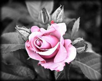 Black Rose Photograph By Steve Mckinzie