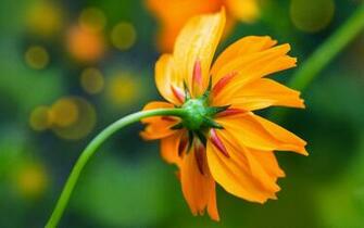Flowers HD Wallpaper 1080p