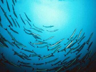 Schools Of Fish Pictures Photos Photo Gallery