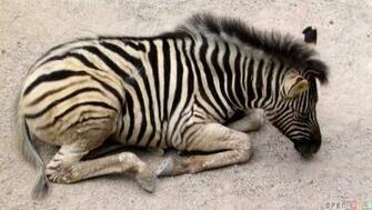 Baby Zebra Wallpaper Open Walls