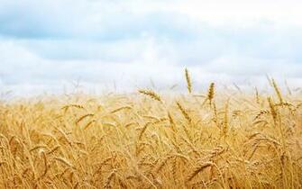 Beautiful High Resolution Wallpaper Ukrainian Flag The Blue Sky And