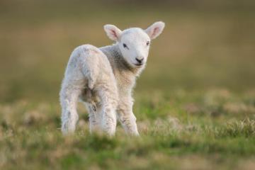 Goat HD Wallpaper Background Image