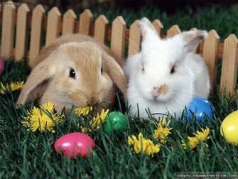 Easter Bunny Wallpaper Crazy Frankenstein