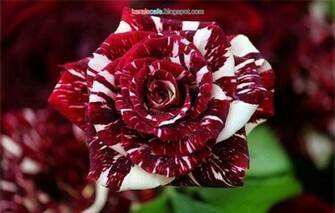 Osiria Rose Exclusive Photos Cool Wallpaper Image Stills