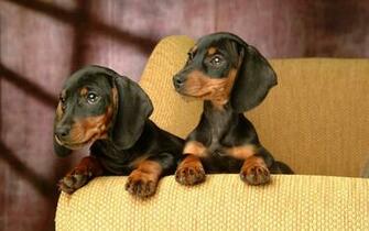 Wallpaper Puppy Miniature Dachshund No Desktop