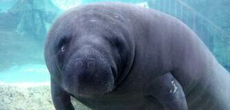 Best Background Manatee Wallpaper Amazing