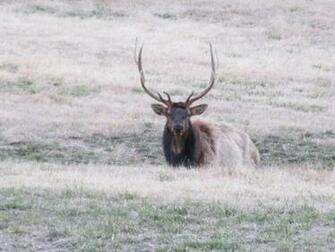 Bull Elk Wallpaper
