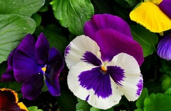 Pansy Flower Wallpaper Wallpaper9