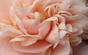 Peach Flowers Widescreen High Quality Wallpaper
