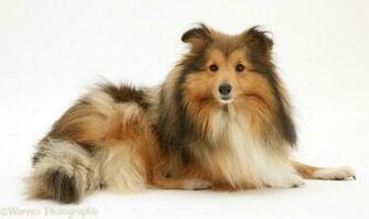 Shetland Sheepdog Wallpaper