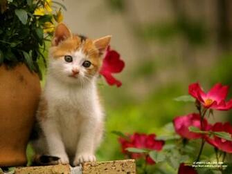 Gambar Kucing Lucu Keren