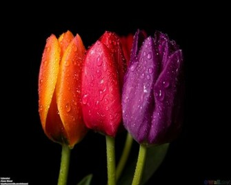 Tulips Wallpaper Tulip Desktop HD Background