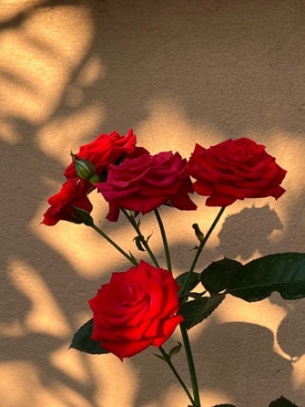 Red Roses Wallpaper
