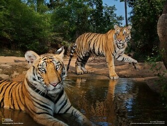 Tiger Top HD Background Mac Wallpaper