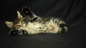 Maine Coon Cat Photo Image Litter O Dob Dec