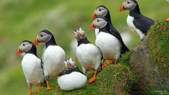 Webshots Atlantic Puffins