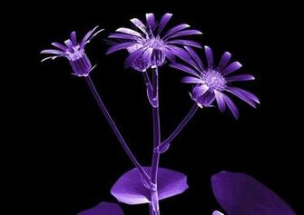 Ray Flower Wallpaper X
