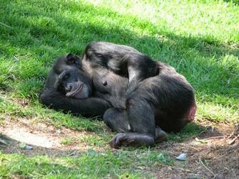 Animals World Wallpaper Of Animal Chimpanzee Face Gallery