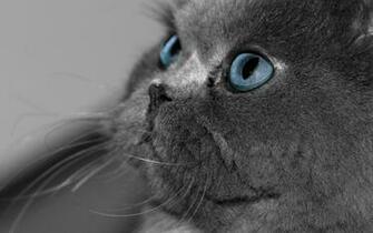 Gato En Primer Plano Wallpaper