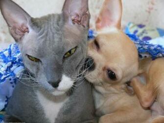 The Chihuahua Dog Desktop Wallpaper Pictures Online For Pc