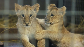 Baby Lion Picture Wallpaper