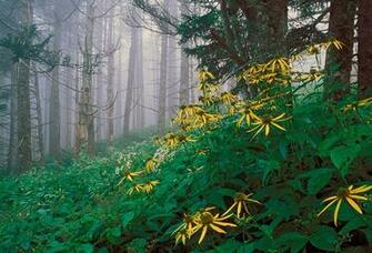 Wallpaper Forest Flowers Fog Great Smoky Mountains Tennessee