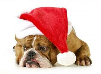 Dogs Christmas New Year Winter Hat Bulldog Animals Wallpaper