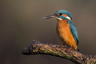 Beautiful Image From Ubuntu Wallpaper Contest