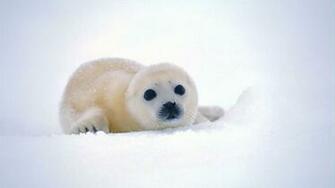 Baby Animal Wallpaper HD Image One