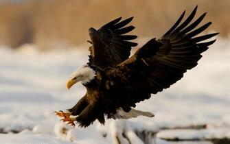 HD Eagle Bird Wallpaper HDwallsource