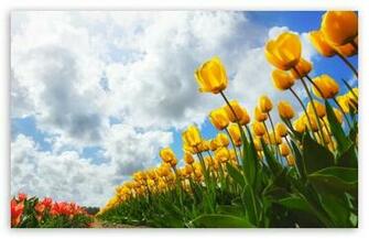 Spring Wallpaper