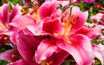 Gorgeous Lily Wallpaper