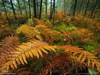Adirondack Park Photo Gallery Pictures More From National
